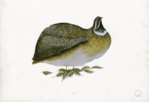 Quail art print by Tony Fernandes